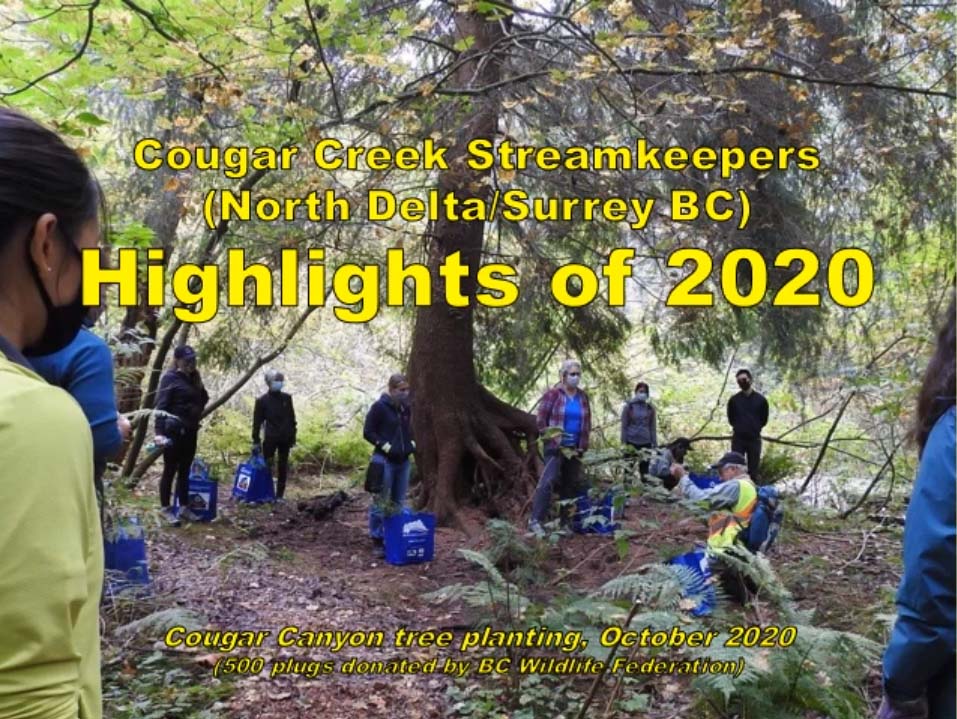 Cougar Creek Streamkeepers