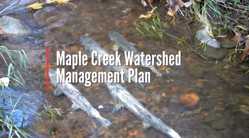 Maple Creek Restoration Project August 2017