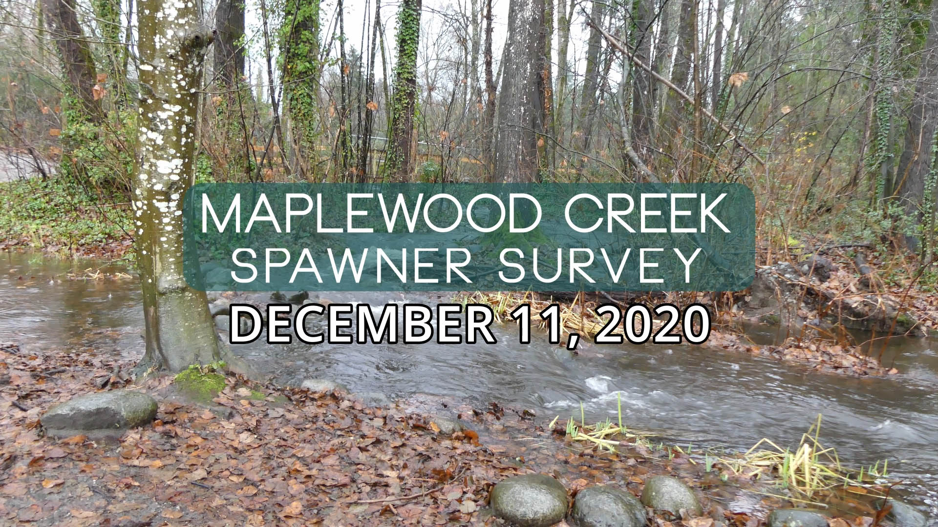 Maplewood Creek Spawner Survey