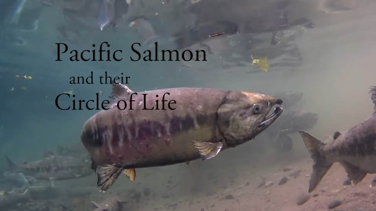 Pacific Salmon and their Life Cycle