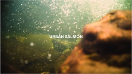 Urban Salmon