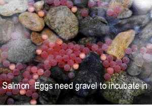 Salmon Eggs