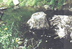 Large Woody Debris