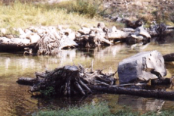 Large Woody Debris