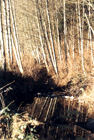 Riparian Vegetation