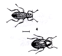 Riffle Beetle