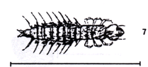 Dobsonfly