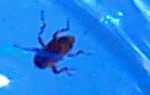 Water Beetle