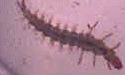 Caddisfly