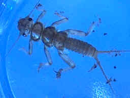 Stonefly