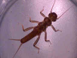 Stonefly