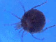 Water Mite