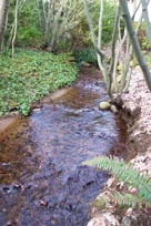 Coleman Creek