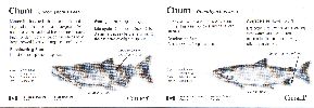 Chum Salmon ID Card-Rear