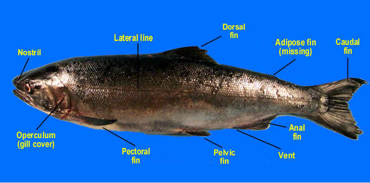 Salmonids in the Classroom: Salmon Dissection
